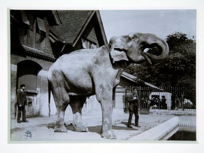 Jumbo the Elephant at London Zoo, 1870s by English Photographer